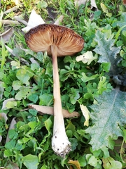 Volvopluteus gloiocephalus