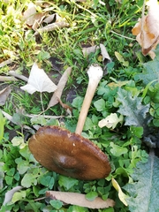 Volvopluteus gloiocephalus