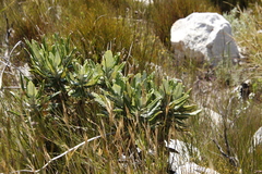 Hermas villosa