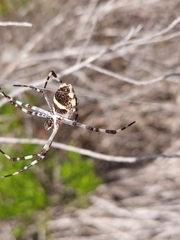 Argiope butchko