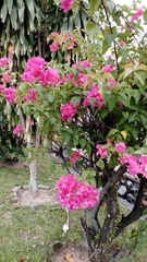 Bougainvillea glabra