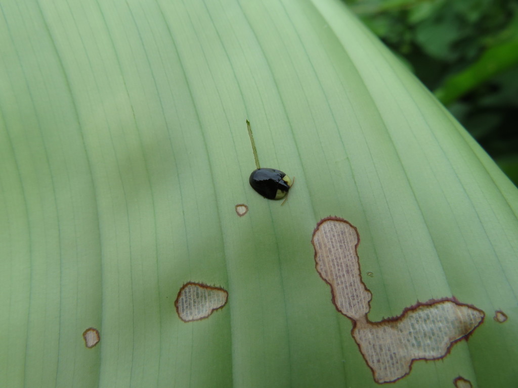 Imatidium collare