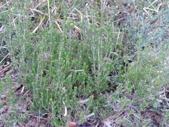 Erica australis