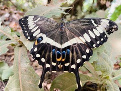 Papilio ophidicephalus