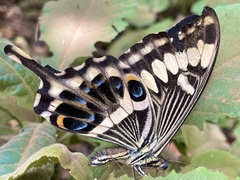 Papilio ophidicephalus