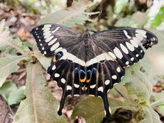 Papilio ophidicephalus