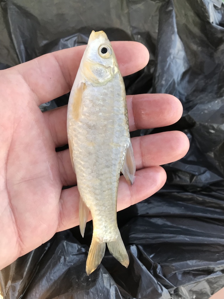 Himri (Carasobarbus luteus) — Cyprinidae