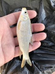Carasobarbus luteus