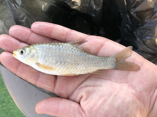 Himri-barbeel (Carasobarbus luteus) — Cyprinidae