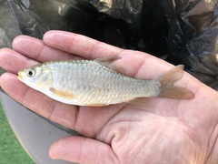 Carasobarbus luteus