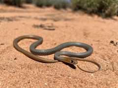 Yellow-Faced Whip Snake photo 1