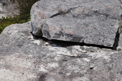 Pseudocordylus microlepidotus