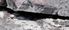 Pseudocordylus microlepidotus