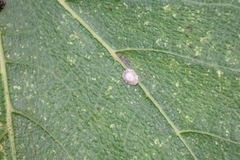 Ceroplastes rusci