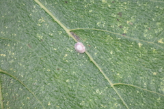 Ceroplastes rusci