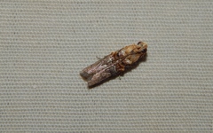 Ulophora flavinia