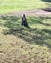 Chlorocebus aethiops