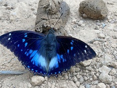 Charaxes xiphares ludovici