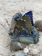 Charaxes xiphares ludovici