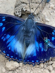 Charaxes xiphares ludovici