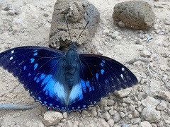 Charaxes xiphares ludovici