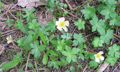 Trollius laxus laxus
