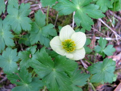 Trollius laxus laxus