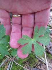 Trollius laxus laxus