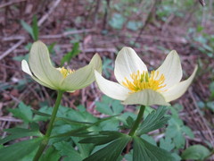 Trollius laxus laxus