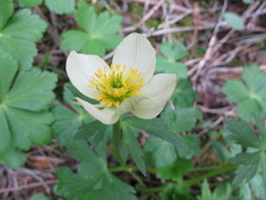 Trollius laxus laxus