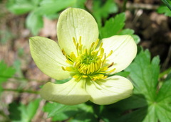 Trollius laxus laxus