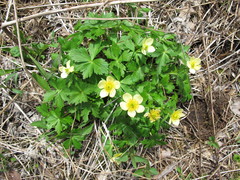 Trollius laxus laxus