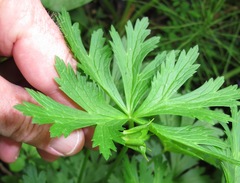 Trollius laxus laxus