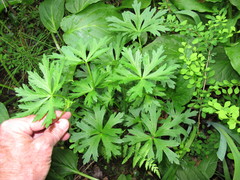 Trollius laxus laxus