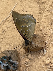 Charaxes xiphares ludovici