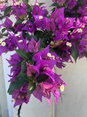 Bougainvillea