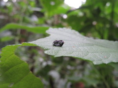 Peridinetus irroratus