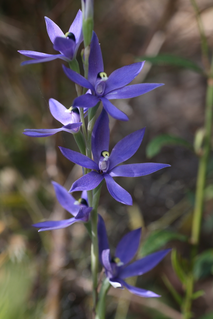 Thelymitra paludosa