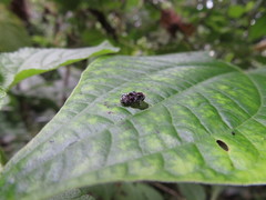 Peridinetus irroratus