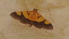 Endocrossis flavibasalis