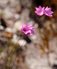 Ixia minor
