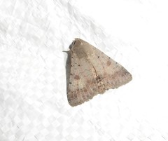 Pandesma anysa