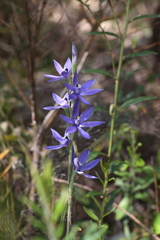 Thelymitra paludosa