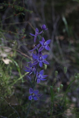 Thelymitra paludosa