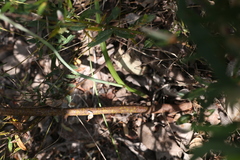 Thelymitra paludosa