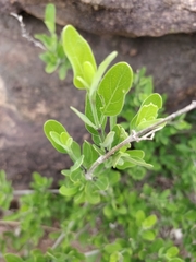 Chorisochora transvaalensis