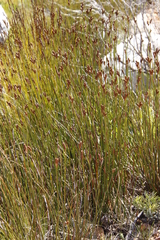 Nevillea obtusissima