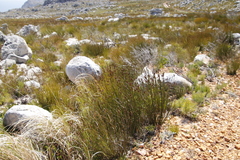 Nevillea obtusissima