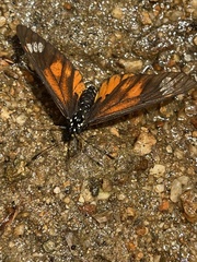 Acraea baxteri