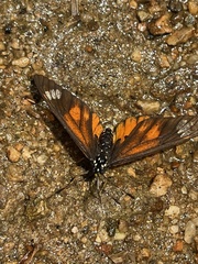Acraea baxteri